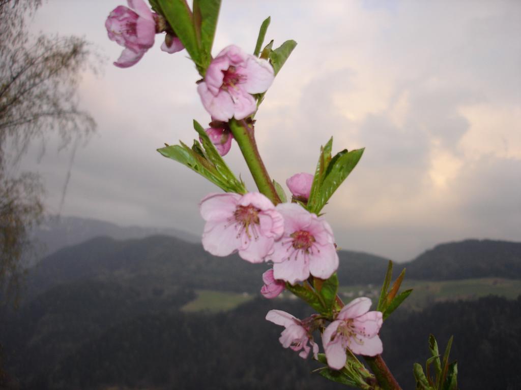 Ausservogelweiderhof Laion Dış mekan fotoğraf